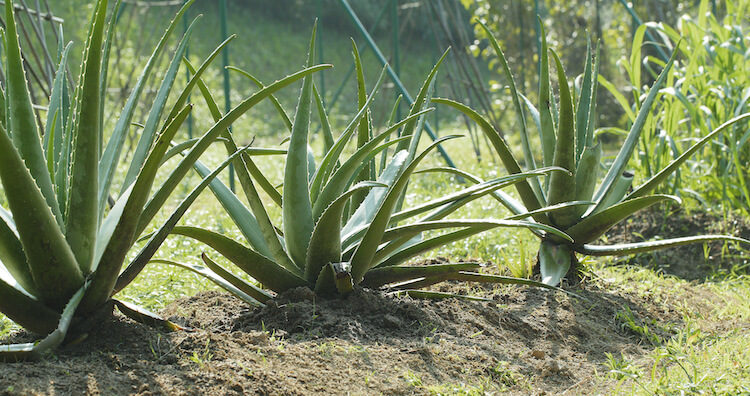 Aloe Vera Plantage