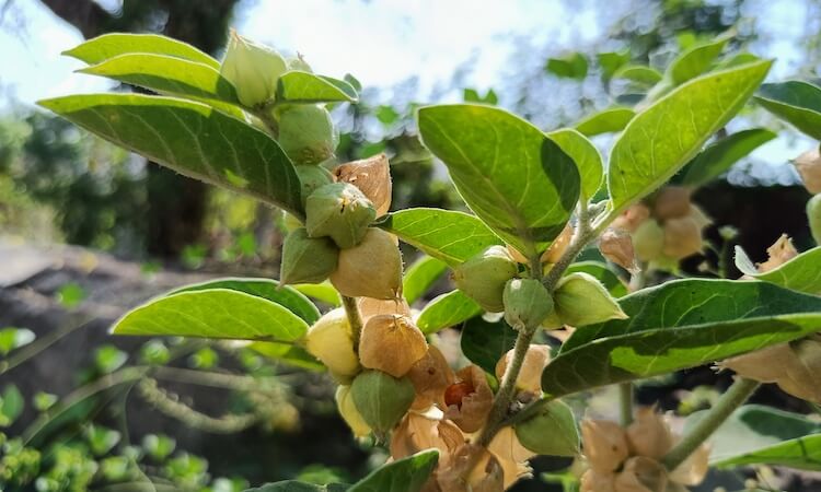 Ashwagandha Wirkung Pflanze