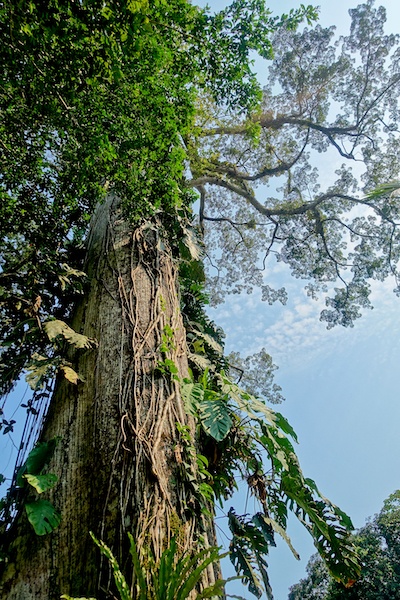 Kapokbaum Ansicht