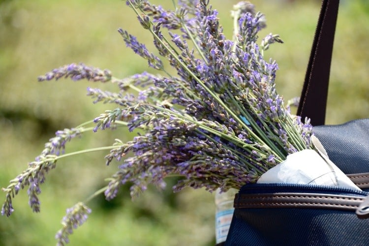 Lavendel Einschlafhilfe