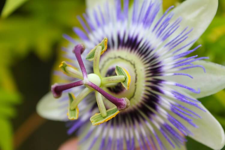 Passionsblume Wirkung Titel