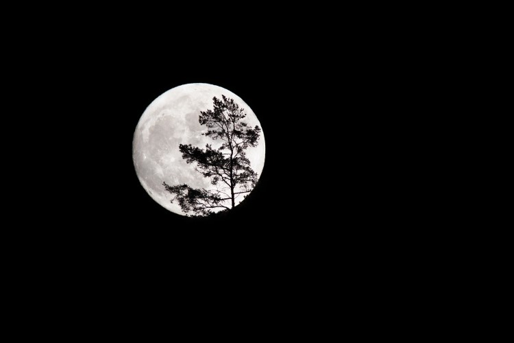 Vollmond Mit Baum