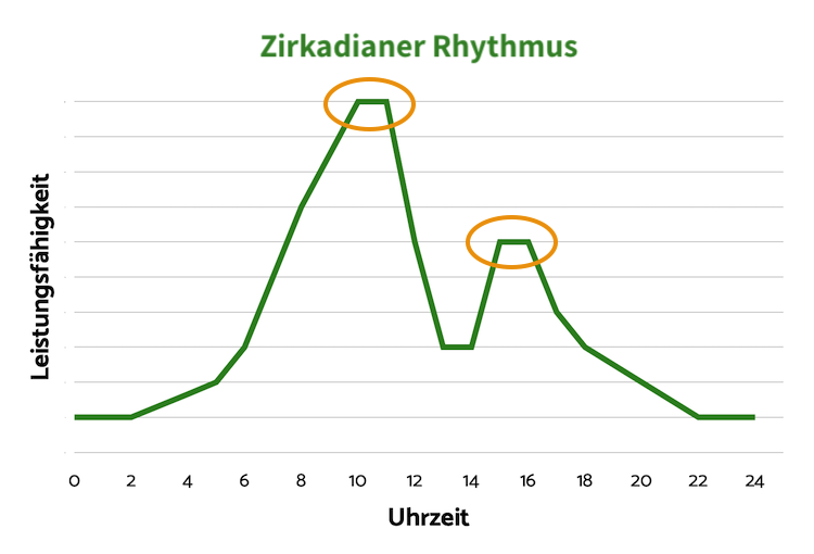 Zirkadianer Rhythmus Leistung