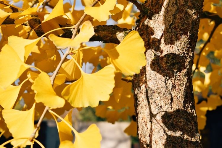 Ginkgo Baum Biloba Blätter