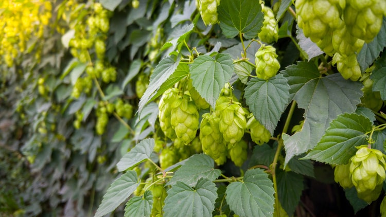 Hopfen Pflanzen