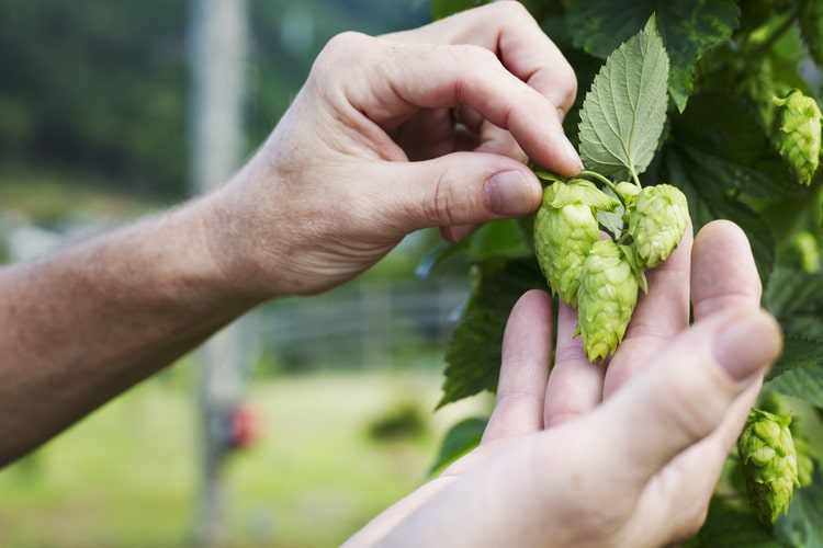 Hopfen Wirkung Ernte