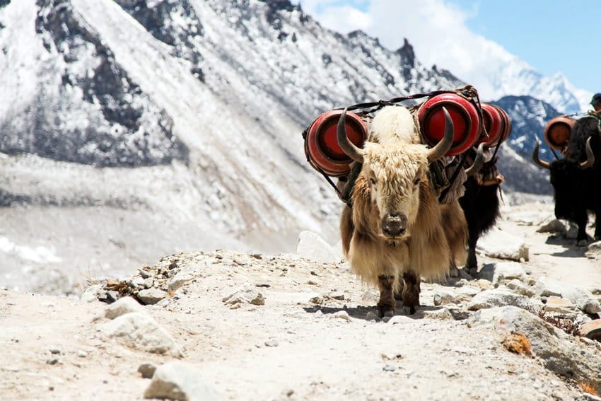 YAK Tier O (1)